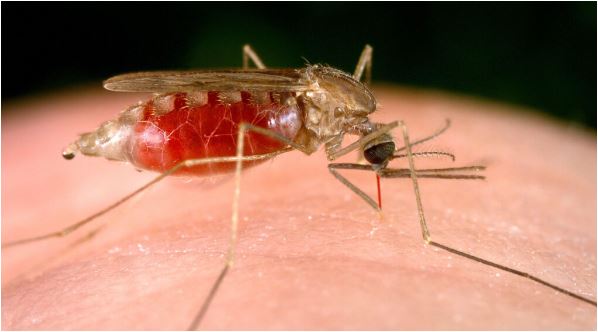 A Rare Domestic Resurgence of Malaria Circulates in the US