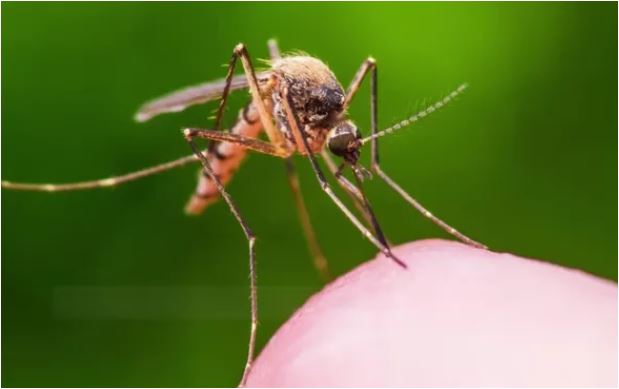 Detection of Eastern Equine Encephalitis-Carrying Mosquito Sparks Concern in Michigan
