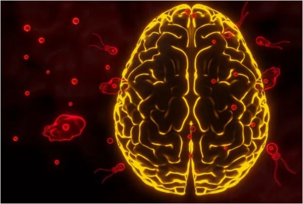 What is a Brain-Eating' Amoeba?